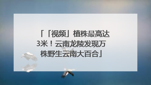 「视频」植株最高达3米！云南龙陵发现万株野生云南大百合