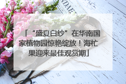 “盛夏白纱”在华南国家植物园惊艳绽放！海杧果迎来最佳观赏期