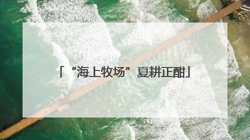 “海上牧场”夏耕正酣