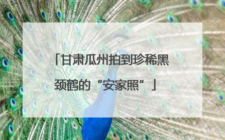 甘肃瓜州拍到珍稀黑颈鹤的“安家照”