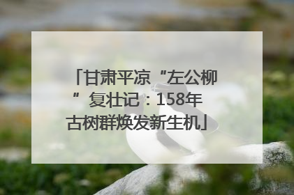 甘肃平凉“左公柳”复壮记：158年古树群焕发新生机