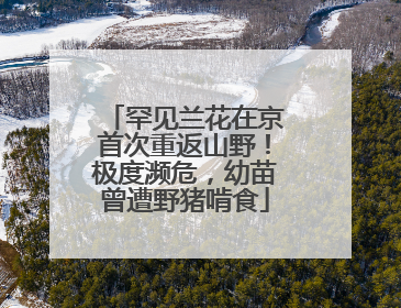 罕见兰花在京首次重返山野！极度濒危，幼苗曾遭野猪啃食