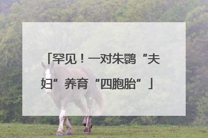 罕见！一对朱鹮“夫妇”养育“四胞胎”