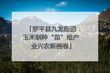 罗平县九龙街道：玉米制种“苗”绘产业兴农新画卷