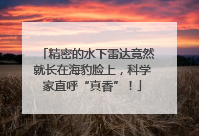 精密的水下雷达竟然就长在海豹脸上，科学家直呼“真香”！