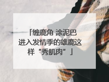 缠鹿角 涂泥巴 进入发情季的雄鹿这样“秀肌肉”