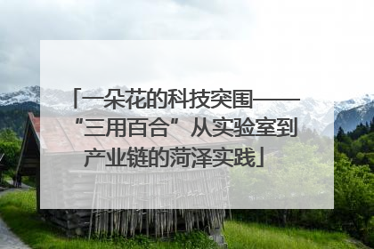一朵花的科技突围——“三用百合”从实验室到产业链的菏泽实践
