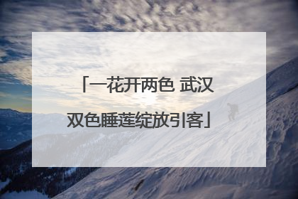 一花开两色 武汉双色睡莲绽放引客