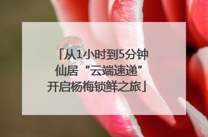 从1小时到5分钟 仙居“云端速递”开启杨梅锁鲜之旅