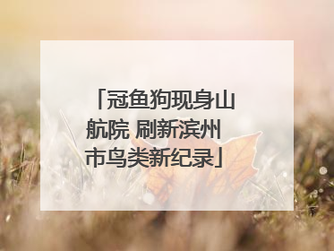 冠鱼狗现身山航院 刷新滨州市鸟类新纪录