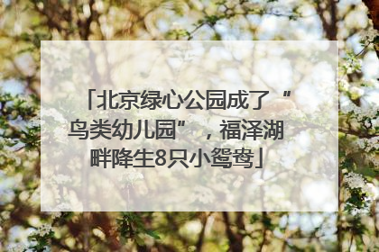 北京绿心公园成了“鸟类幼儿园”，福泽湖畔降生8只小鸳鸯