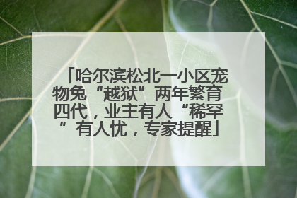 哈尔滨松北一小区宠物兔“越狱”两年繁育四代，业主有人“稀罕”有人忧，专家提醒
