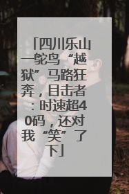 四川乐山一鸵鸟“越狱”马路狂奔，目击者：时速超40码，还对我“笑”了下