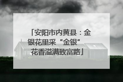 安阳市内黄县：金银花里采“金银” 花香溢满致富路