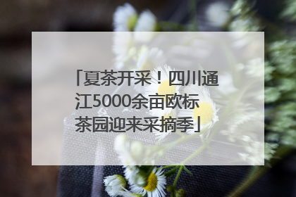 夏茶开采！四川通江5000余亩欧标茶园迎来采摘季