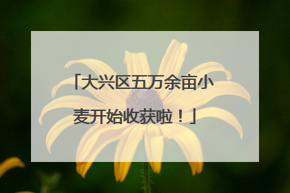 大兴区五万余亩小麦开始收获啦！
