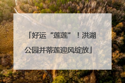 好运“莲莲”！洪湖公园并蒂莲迎风绽放