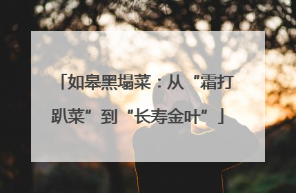 如皋黑塌菜：从“霜打趴菜”到“长寿金叶”