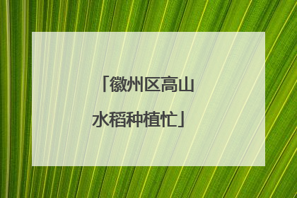 徽州区高山水稻种植忙
