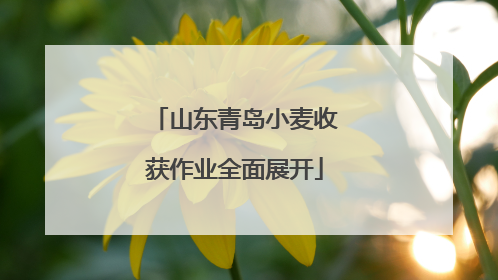 山东青岛小麦收获作业全面展开