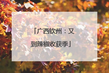 广西钦州：又到辣椒收获季