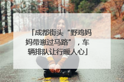 成都街头“野鸡妈妈带崽过马路”，车辆排队让行暖人心