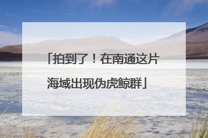 拍到了！在南通这片海域出现伪虎鲸群
