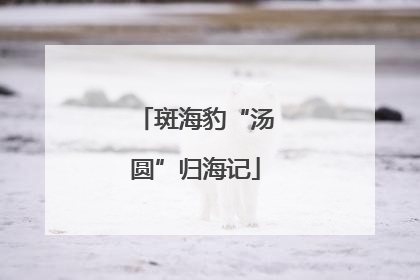 斑海豹“汤圆”归海记