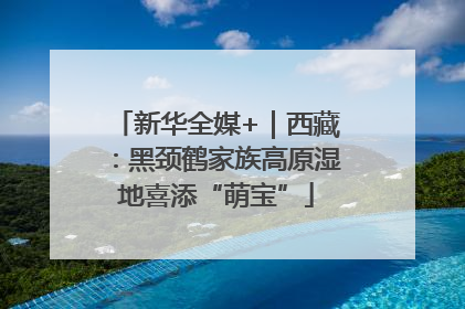 新华全媒+｜西藏：黑颈鹤家族高原湿地喜添“萌宝”