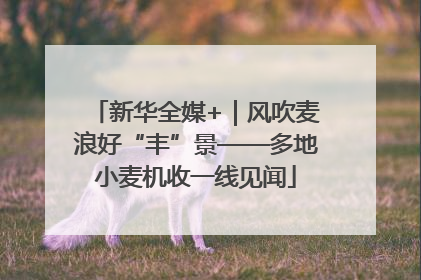 新华全媒+｜风吹麦浪好“丰”景——多地小麦机收一线见闻