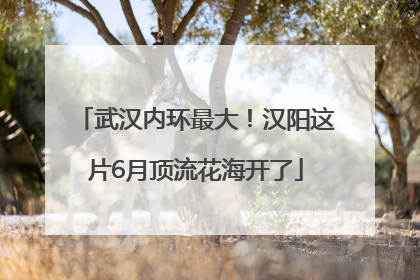 武汉内环最大！汉阳这片6月顶流花海开了