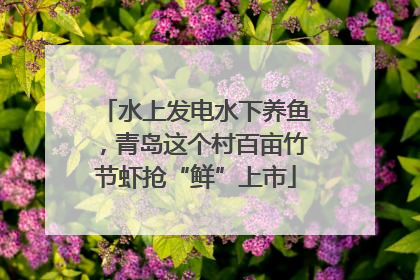 水上发电水下养鱼，青岛这个村百亩竹节虾抢“鲜”上市