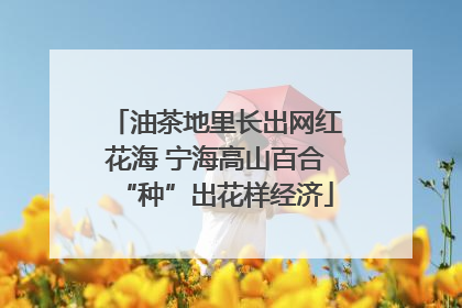 油茶地里长出网红花海 宁海高山百合“种”出花样经济