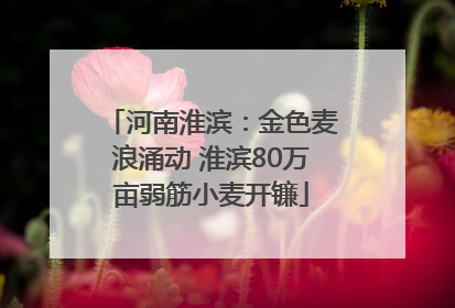 河南淮滨：金色麦浪涌动 淮滨80万亩弱筋小麦开镰