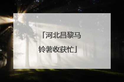 河北昌黎马铃薯收获忙