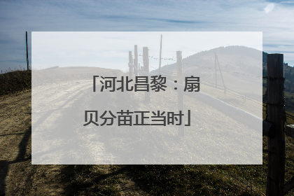 河北昌黎：扇贝分苗正当时