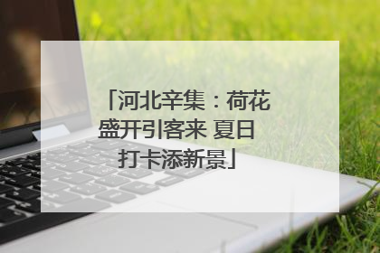 河北辛集：荷花盛开引客来 夏日打卡添新景
