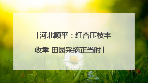 河北顺平：红杏压枝丰收季 田园采摘正当时