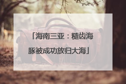 海南三亚：糙齿海豚被成功放归大海