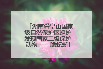 湖南舜皇山国家级自然保护区巡护发现国家二级保护动物——脆蛇蜥
