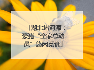 湖北堵河源：豪猪“全家总动员”悠闲觅食