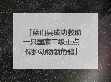 蓝山县成功救助一只国家二级重点保护动物领角鸮