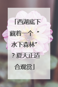 西湖底下藏着一个“水下森林”？夏天正适合观赏