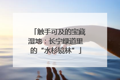 触手可及的宝藏湿地：长宁绿道里的“水杉镜林”