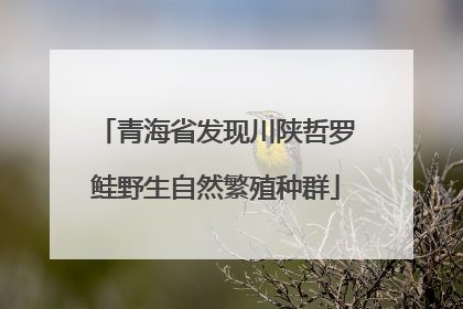 青海省发现川陕哲罗鲑野生自然繁殖种群