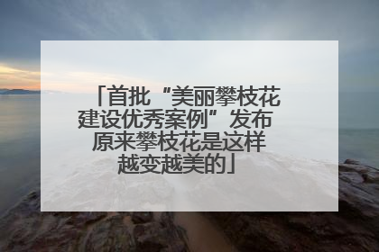首批“美丽攀枝花建设优秀案例”发布 原来攀枝花是这样越变越美的