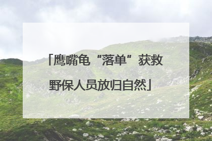 鹰嘴龟“落单”获救 野保人员放归自然