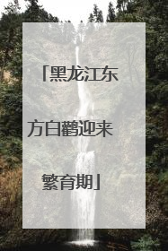 黑龙江东方白鹳迎来繁育期